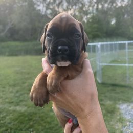Burrow - Fawn male Boxer puppy in Jamesville, New York from Reynolds Homestead Boxers