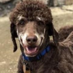 Double Doodles and Poodles from Abba Dabba Doodles