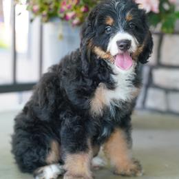 Shadow (socialization program student) - Tri-color female Bernedoodle puppy in Dundee, Ohio from Down Home Doodle