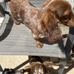 Dachshunds from Terry's Dachshunds (BooneDox Mini Dachshunds)