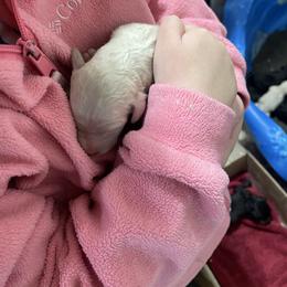 Boy 2 - Cream male Labradoodle puppy in Craig, Nebraska from Top Knot Companions Poodles and Labradoodles