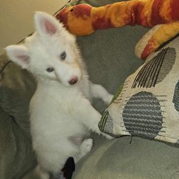 Siberian Husky Puppies from Jackson's Siberians