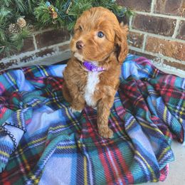 Goldendoodle Puppies from Duck River Goldendoodles