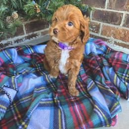 Goldendoodle Puppies from Duck River Goldendoodles