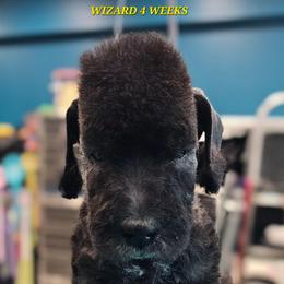 Wizard - Blue male Bedlington Terrier puppy in Rincon, Georgia from Prismic Bedlington Terriers