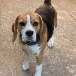Beagles from Tailwindfarm