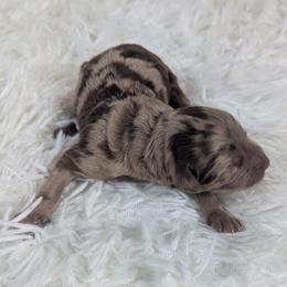 Munster - Red merle male Aussiedoodle puppy in Haleyville, Alabama from The Cuddly Dood Ranch