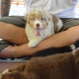 Australian Shepherd, Miniature American Shepherd, and Miniature Australian Shepherd Puppies from Copper Sky Aussies & Mini American Shepherds