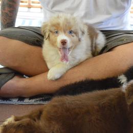 Australian Shepherd, Miniature American Shepherd, and Miniature Australian Shepherd Puppies from Copper Sky Aussies & Mini American Shepherds