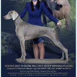 Monet - Weimaraner