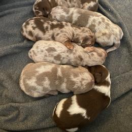 Dachshund Puppies from Doxie Dapples