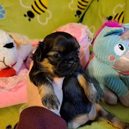 Shih Tzu Puppies from N.F.S.T Imperial ShihTzu Puppies.