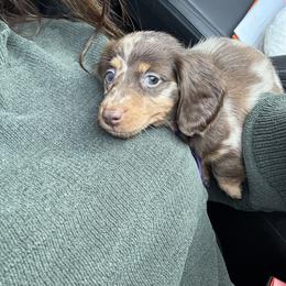 Dachshund and French Bulldog Puppies from Trust Fund Devil Kennel
