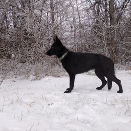 German Shepherd and Golden Retriever Puppies from Lace's High Flying German Shepherds And Golden Retrievers