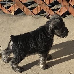 jayla - Miniature Schnauzer puppy in Summit County, Utah from Del Sol Miniature Schnauzers