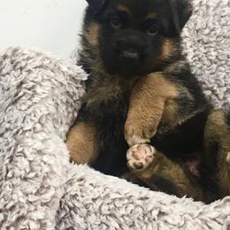 German Shepherd Puppies from Valiant Shepherds