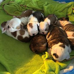 Bulldog puppies from Anthony Manor Bulldogs