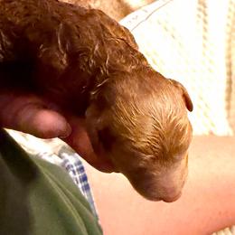 Fourth born girl - Red  female Poodle puppy in Parker, Colorado from Chamberland Poodles