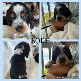 Bodie - Black white and tan male English Springer Spaniel puppy in Charleston, South Carolina from Folly Beach English Springer Spaniels