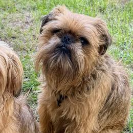 Brussels Griffons from Andria Satero