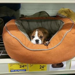 Bulldog and French Bulldog Puppies from Crystals Bulldog Bungalow