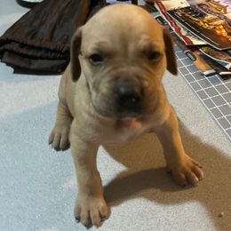 Dorado - Fawn male Perro de Presa Canario puppy in Lenexa, Kansas from Medianoche GatoPerros