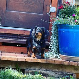 Titus - Dachshund