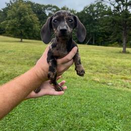 Mya - Dapple female Dachshund puppy in Milroy, Pennsylvania from Not Your Average Weiner