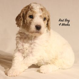 Patches' Red Boy - Parti male Goldendoodle puppy in Coppell, Texas from Bethel Stream Goldendoodles