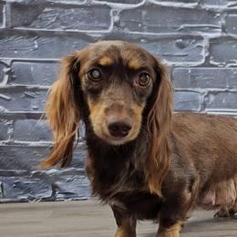 Hershey - Dachshund