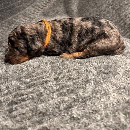 Girl 3 - female Bernedoodle puppy in Warfordsburg, Pennsylvania from Black Oak Forrest Doodles