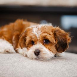 Bernedoodle, Cavapoo, Havanese, and Havapoo Puppies from Lady Paws Puppies - Cassie