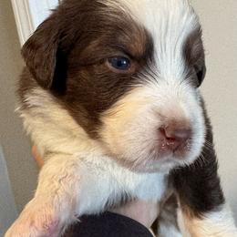 Red Tri Male 1 - Red tri-color male Australian Shepherd puppy in Rolla, Missouri from Lazy J Aussies