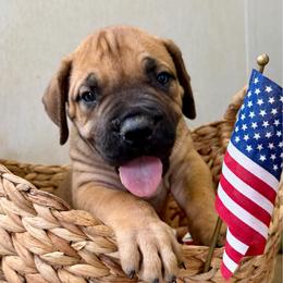 Lime green collar - Fawn male Boerboel puppy in Livingston, Texas from Peterbuilt Boerboel