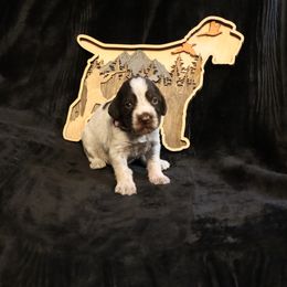 Girl 3 - Brown and gray female Wirehaired Pointing Griffon puppy in Afton, Wisconsin from Daehler's Wirehaired Pointing Griffons