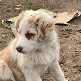 Australian Shepherds from Roland Aussies