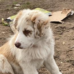 Australian Shepherds from Roland Aussies