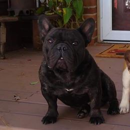 Newman - French Bulldog