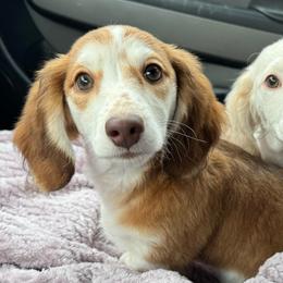 Coral - Piebald female Dachshund puppy in Winamac, Indiana from WZ Kennels