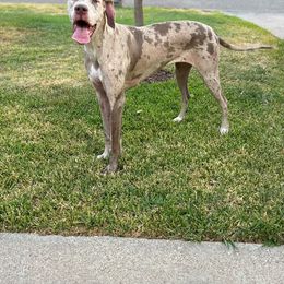 Kenna - Great Dane