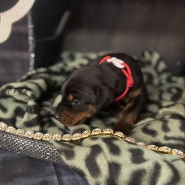Ezekiel - Black and rust male Doberman Pinscher puppy in Aredale, Iowa from Royal Dynasty Dobermann Kennel