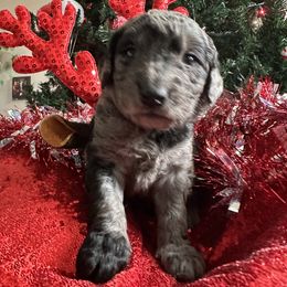 Goldendoodle Puppies from Sweetgrass Goldendoodles of Moncks Corner