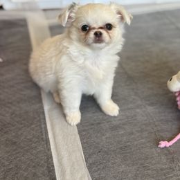 Chihuahua Puppies from Golden State Chihuahuas