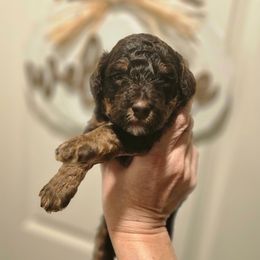 Mel - Phantom male Poodle puppy in Casa Grande, Arizona from Arizona's Once Upon A Boston and Poodle ❤️