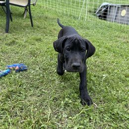 Great Dane Puppies from Mountain Valley Danes