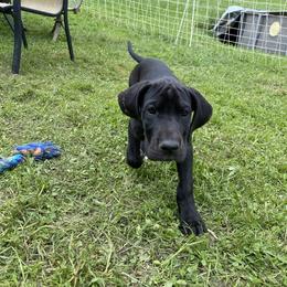 Great Dane Puppies from Mountain Valley Danes
