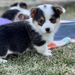 Australian Shepherd, Lagotto Romagnolo, and Pembroke Welsh Corgi Puppies from SS Australian Shepherds