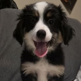 Toodles - Black tri male Toy Australian Shepherd puppy in Florence, South Carolina from Freedom Toy Aussies
