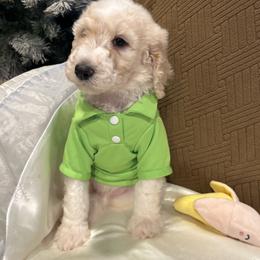 Louie - Parti male Poodle puppy in Mobile, Alabama from Semmy’s Standard Poodle LLC