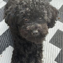 Poodle Puppies from Singing Sands Poodles